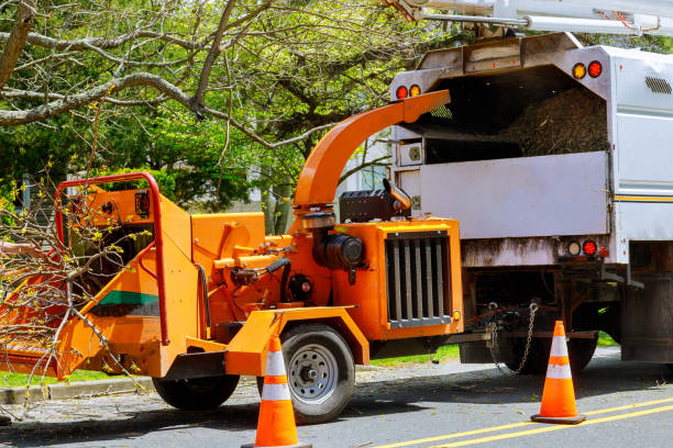 Tree Removal for Businesses in Shady Spring, WV